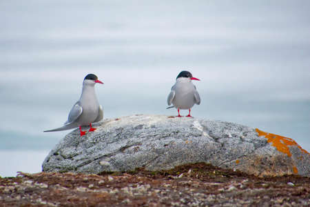 Arctic Tern, Sterna paradisaea, Signehamna Harbor, Nordvest-Spitsbergen National Park, Krossfjord, Arctic, Spitsbergen, Svalbard, Norway, Europeの写真素材