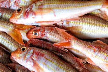 Striped Red Mullet, Recently Fished, Fish Market, Fishing Harbour, Luarca, Asturias, Spain, Europe
