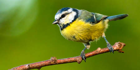 Blue Tit, Parus caeruleus, Mediterranean Forest, Castile Leon, Spain, Europe