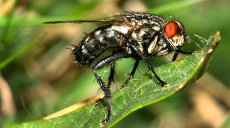 Fly, Sierra de Guadarrama National Park, Segovia, Castilla y Le