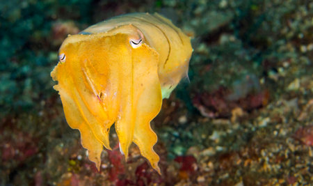 Cuttlefish, Broaoclub Cuttlefish, Sepia latimanus, Lembeh, North Sulawesi, Indonesia, Asia