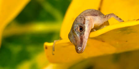 Anolis, Anole Lizard, Tropical Rainforest, Costa Rica, Central America, Americaの写真素材