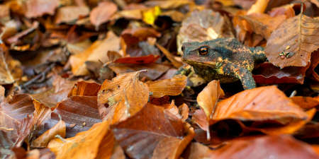 European Toad, Common Toad, Bufo bufo, Hayedo de la Pedrosa, Beech Forest, Riofrio de Riaza, Sierra de Ayllon, Segovia, Castile Leon, Spain, Europeの写真素材