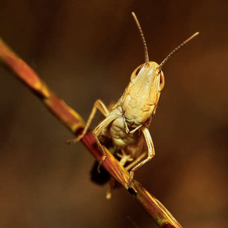 Grasshopper, Sierra de Guadarrama National Park, Segovia, Castilla y Le