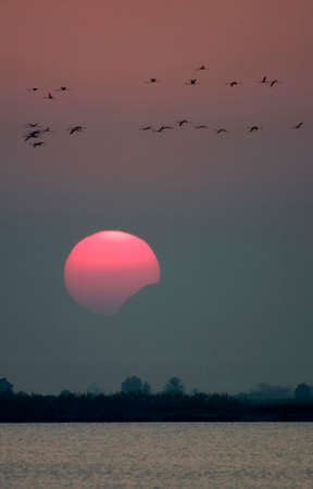Flying Flamingos Sunset, Lagunas de la Mata and Torrevieja Natural Park, Torrevieja, Alicante,...