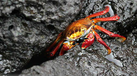 Red Rock Crab, Zayapa, Abuete Negro, Grapsus grapsus, Galapagos National Park,  Biosphere Reserve,...