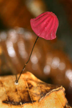 Wild Mushroom, Tropical Rainforest, Napo River Basin, Amazonia, Ecuador, South America, Americaの写真素材