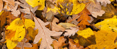 Autumn Leaves, Mixed Forest, Sierra de Guadarrama National Park, Guadarrama Mountains, Segovia,...