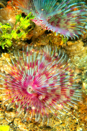 Feather Duster Worms, Tube Worm, Polychaete, Coral Reef, Lembeh, North Sulawesi, Indonesia, Asia