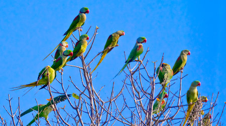 Alexandrine Parakeet, Psittacula eupatria, Riverine Forest, Royal Bardia National Park, Bardiya National Park, Nepal, Asiaの写真素材