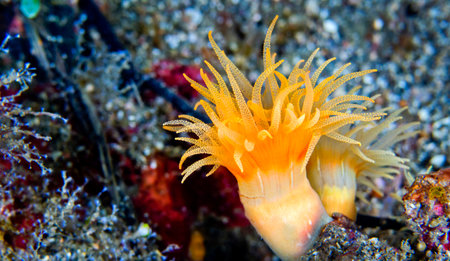 Encrusting Sea Anemone, Coral Reef, Lembeh, North Sulawesi, Indonesia, Asia