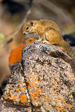 Tree Squirrel, Paraxerus cepapi, Chobe National Park, Botswana, Africaの写真素材
