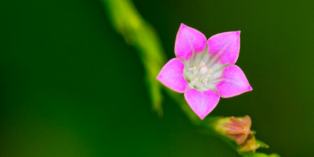 Tropical Flower, Tropical Rainforest, Corcovado National Park, Osa Conservation Area, Osa Peninsula, Costa Rica, Americaの写真素材