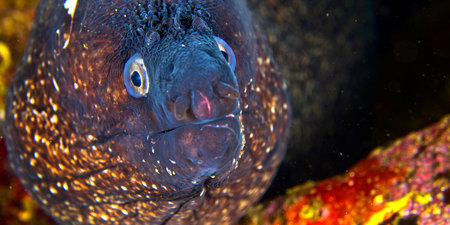 Moray Eel, Muraena helena, Cabo Cope-Puntas del Calnegre Regional Park, Mediterranean Sea, Murcia,...
