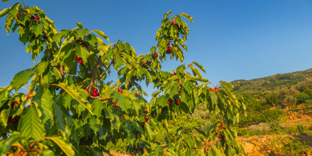 Cherries on the Cherry Tree, Valle del Jerte, Spanish Goods of Cultural Interest, CÃ¡ceres,...