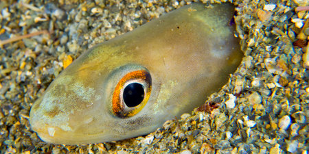 Conger Eel, Arisoma balearicum, Cabo Cope Puntas del Calnegre Regional Park, Mediterranean Sea, Murcia, Spain, Europeの写真素材