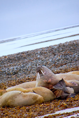 Walrus, Odobenus rosmarus, Arctic, Spitsbergen, Svalbard, Norway, Europeの写真素材