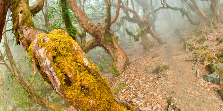 Mountain Forest Footpath, Trek to Annapurna Base Camp, Annapurna Conservation Area, Himalayas,...