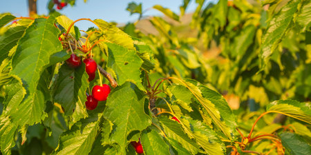 Cherries on the Cherry Tree, Valle del Jerte, Spanish Goods of Cultural Interest, CÃ¡ceres,...