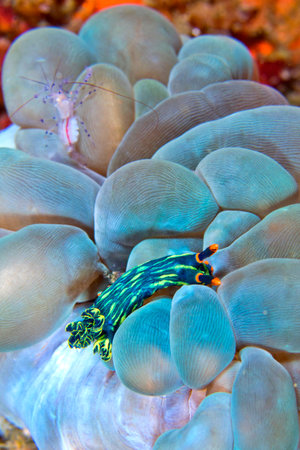Sea Slug, Dorid Nudibranch, Crested Nembrotha, Nembrotha cristata, Coral Reef, Lembeh, North Sulawesi, Indonesia, Asiaの写真素材