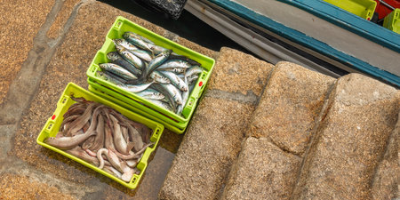 Freshly Caught Fish at Fishing Port, Malpica de BergantiÃ±os, La CoruÃ±a, Galicia, Spain, Europeの写真素材
