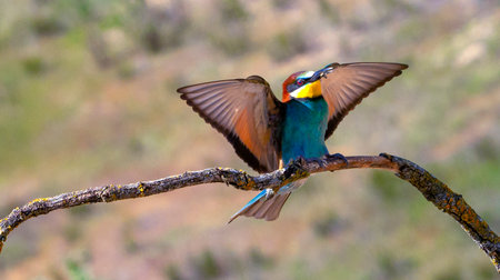 Bee-eater, Merops apiaster, Mediterranean Forest, Castilla y Leon, Spain, Europe