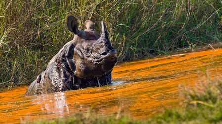 Greater One-horned Rhinoceros, Indian Rhinoceros, Asian Rhino, Rhinoceros unicornis, Wetlands, Royal Bardia National Park, Bardiya National Park, Nepal, Asiaの写真素材