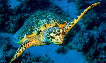 Green Turtle, Chelonia mydas, Coral Reef, Red Sea, Egypt, Africa