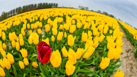 Colorful Tulips Fields, Holland, Netherlands, Europeの写真素材