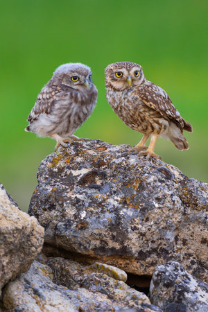 Little Owl, Athene noctua, Mediterranean Forest, Castilla y Leon, Spain, Europeの写真素材