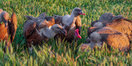 Eurasian Griffon Vulture, Gyps fulvus, Agricultural Fields, Castilla y Leon, Spain, Europeの写真素材