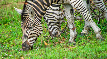 Plains Zebra, Equus quagga, Kruger National Park, Mpumalanga, South Africa, Africaの写真素材