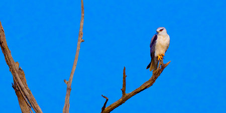 Black-winged Kite, Elanus caeruleus, Royal Bardia National Park, Bardiya National Park, Nepal, Asia