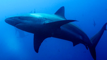 Galapagos Shark, Carcharhinus galapagensis, Darwin and Wolf Islands, Galの写真素材