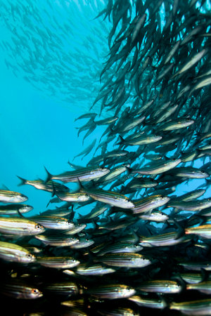 School of fish, Darwin and Wolf Islands, Gal