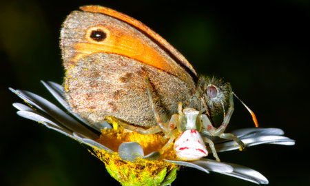 Hunting Spider Satyridae Butterfly, Sierra de Guadarrama National Park, Segovia, Castilla y Leon,...