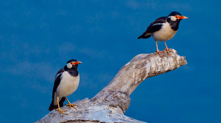 Asian Pied Starling, Gracupica con, Wetlands, Royal Bardia National Park, Bardiya National Park, Nepal, Asiaの写真素材