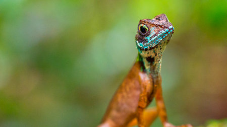 Brown-patched Kangaroo lizard, Wiegmann's Agama, SriLankan Kangaroo Lizard, Otocryptis wiegmanni, Sinharaja National Park Rain Forest, Sinharaja Forest Reserve, World Heritage Site, UNESCO, Biosphere Reserve, National Wilderness Area, Sri Lanka, Asiaの写真素材