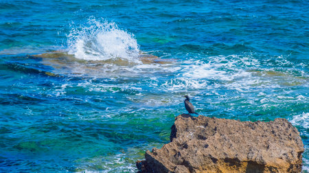 European Shag, Gulosus aristotelis, Levante Peninsula Natural Park, Alcudia Bay, Mallorca, Balearic Islands, Spain, Europeの写真素材