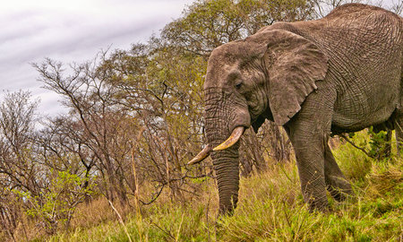 Elephant, Loxodonta Africana, Kruger National Park, Mpumalanga, South Africa, Africa