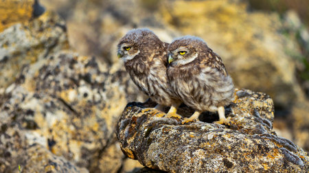 Little Owl, Athene noctua, Mediterranean Forest, Castilla y Leon, Spain, Europeの写真素材