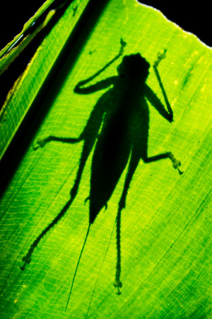 Grasshopper Leaf Silhouette, Tropical Rainforest, Corcovado National Park, Osa Conservation Area, Osa Peninsula, Costa Rica, Central Americaの写真素材