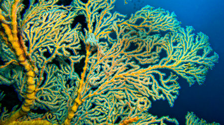 Sea Fan, Sea Whips, Gorgonian, Reef Building Corals, Coral Reef, Lembeh, North Sulawesi, Indonesia, Asiaの写真素材