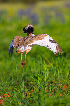 Little Bustard, Bustard, Tetrax tetrax, Mediterranean Forest, Castilla La Mancha, Spain, Europeの写真素材