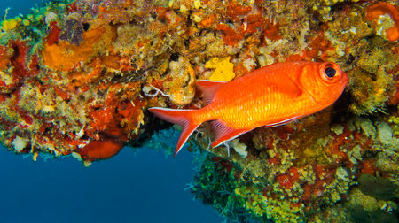 Immaculate Soldierfish, Myripristis vittata, Coral Reef, Reef Building Coral, South Ari Atoll,...