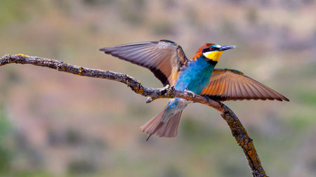 Bee-eater, Merops apiaster, Mediterranean Forest, Castilla y Leon, Spain, Europeの写真素材