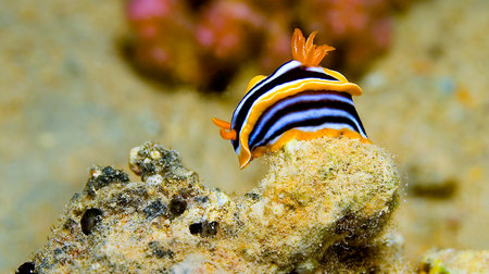 Pyjama Nudibranch, Chromodoris quadricolor, Coral Reef, Red Sea, Egypt, Africa