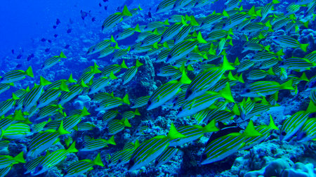 Blue-striped Snapper, Lutjanus kasmira, North Ari Atoll, Maldives, Indian Ocean, Asiaの写真素材