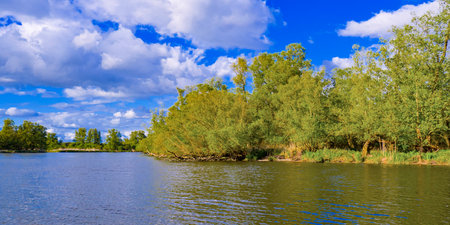 Biesbosch National Park, Noord-Brabant Province, Holland, Netherlands, Europeの写真素材