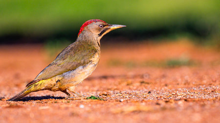 European Green Woodpecker, Picus viridis, Mediterranean Forest, Castilla La Mancha, Spain, Europeの写真素材